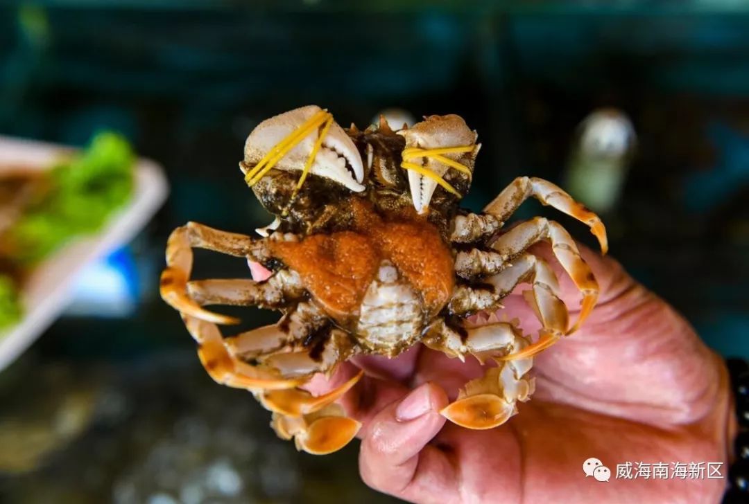 【南海美食】虎头蟹:可遇不可求的海中珍品