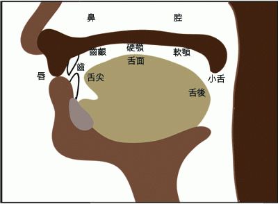 (7)舌根打響:舌根與軟顎接觸打響.