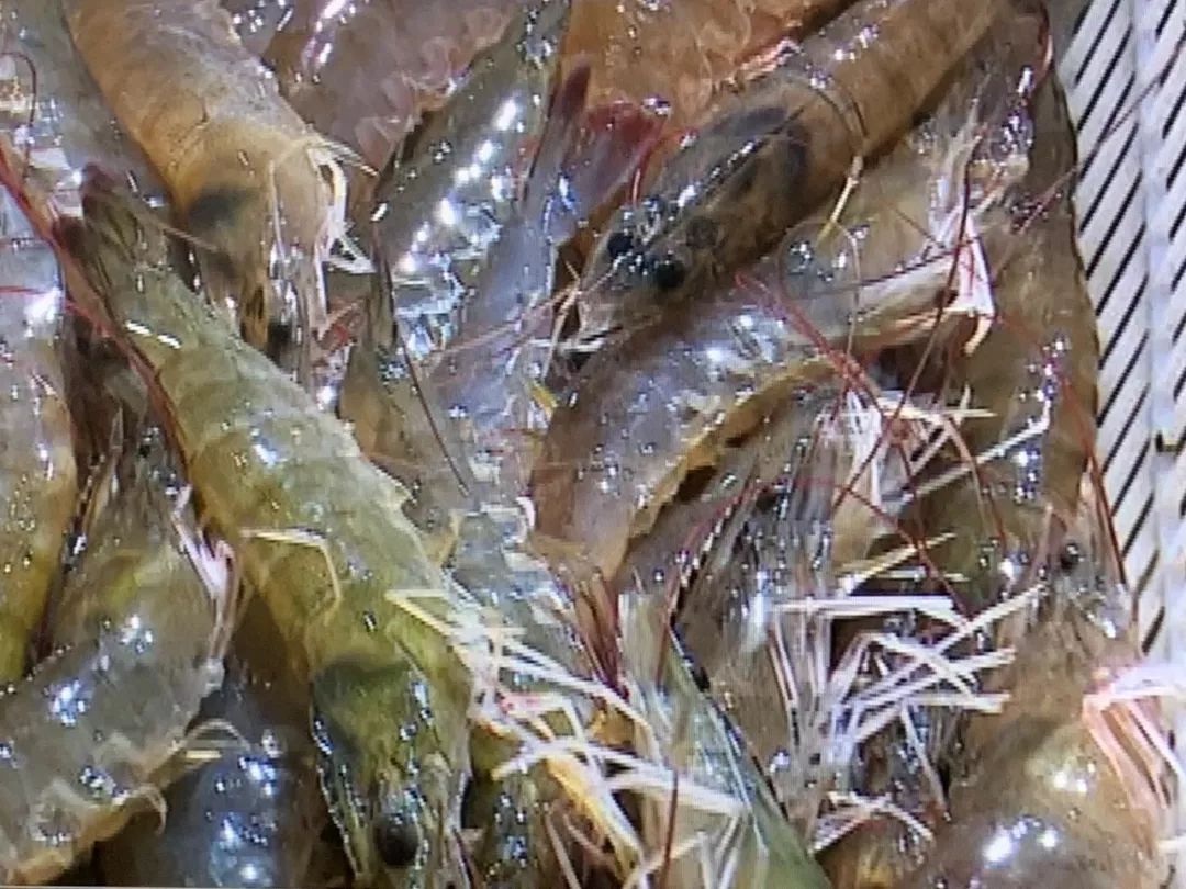 【美食淄博 秋季小海鲜 养生鲜虾烩丝瓜】