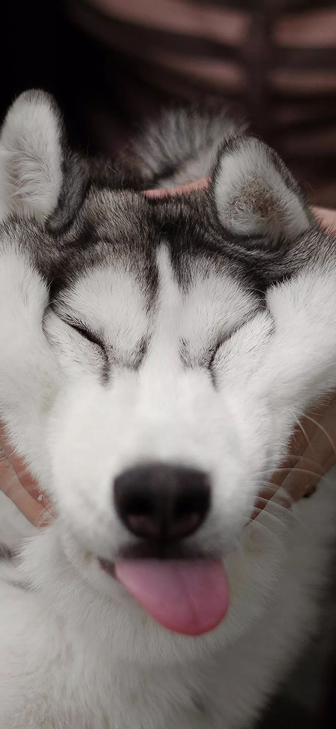 宠物壁纸丨是谁家的二哈呀