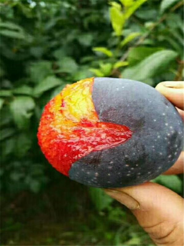 12,【美国蛇李苗】1999年从美国加州引进,经过4年结果性能状况观察