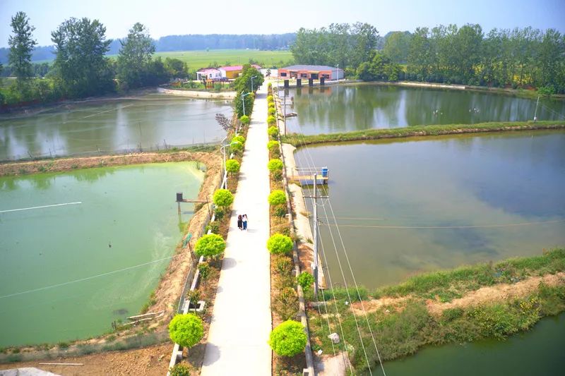 许珍│插上翅膀的美丽乡村_迎河镇