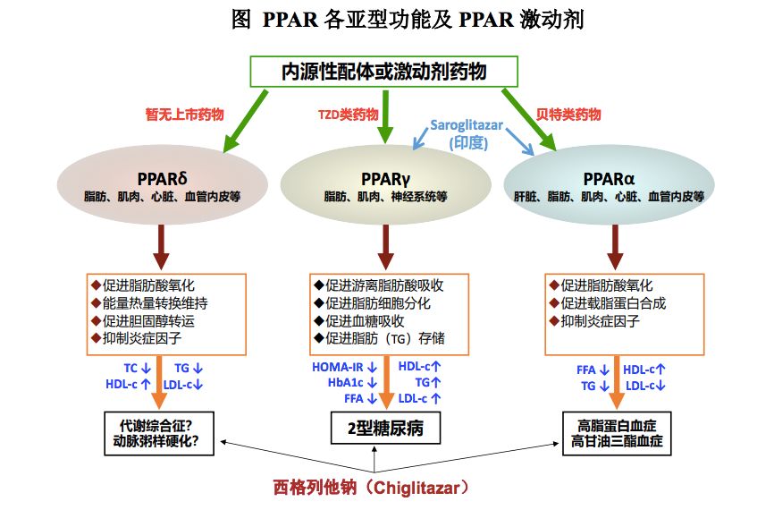 ①pparα激动剂,主要是贝特类的降脂药物,如非诺贝特等②pparγ激动