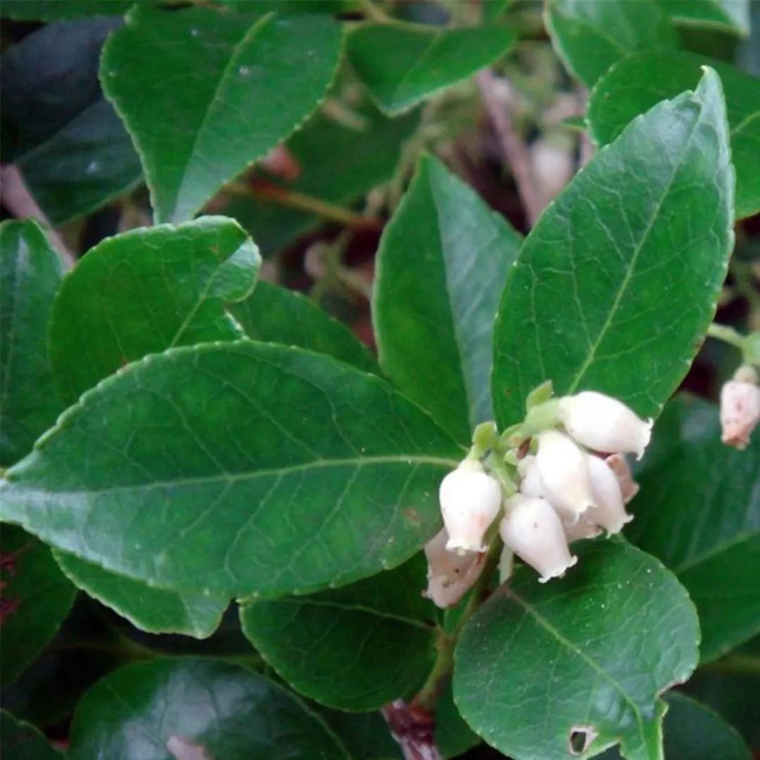 畲药文化小讲堂丨畲药乌饭树与三月三的渊源