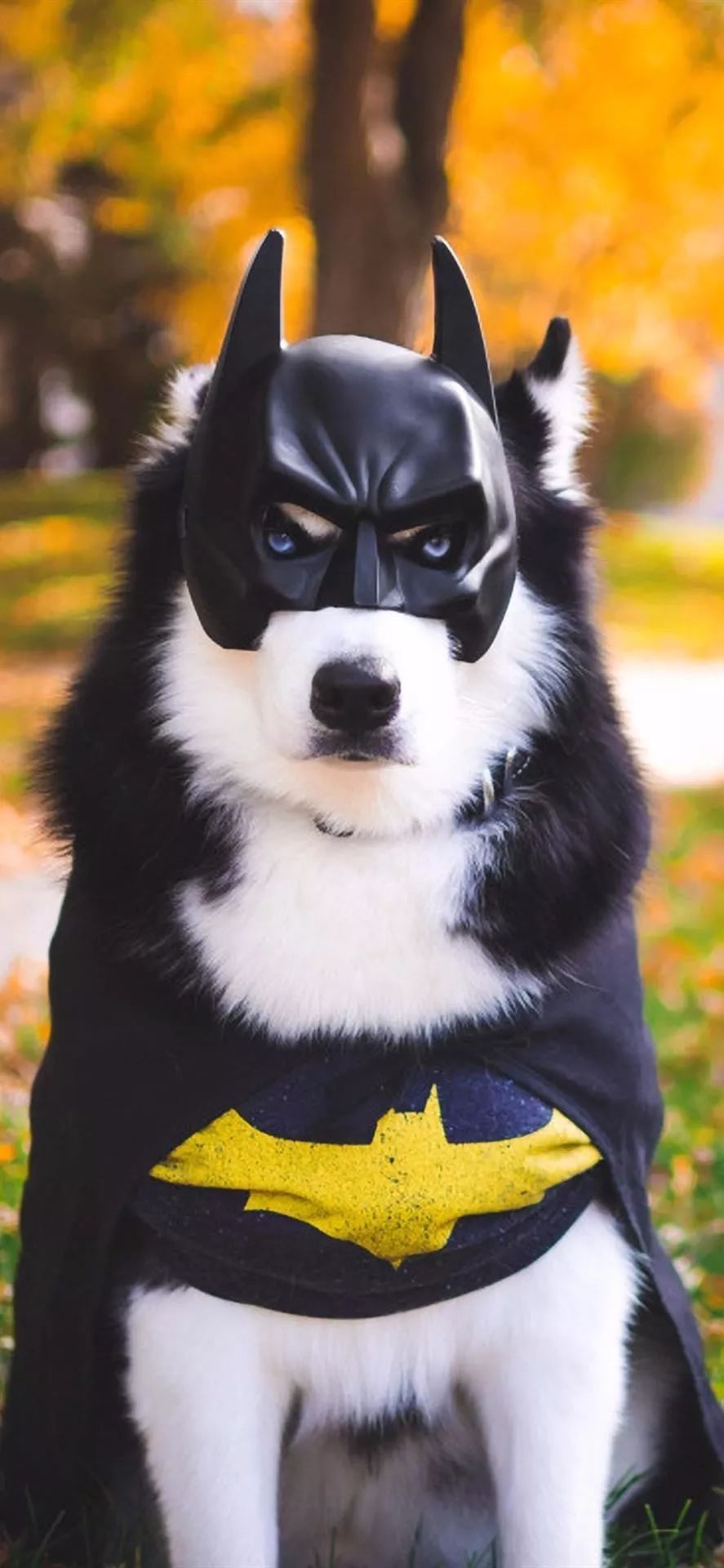 宠物壁纸丨是谁家的二哈呀