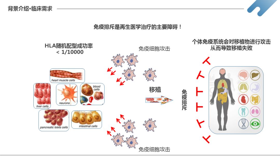 车路演项目 | 具有免疫豁免能力的重编程细胞及其应用项目_sertoli
