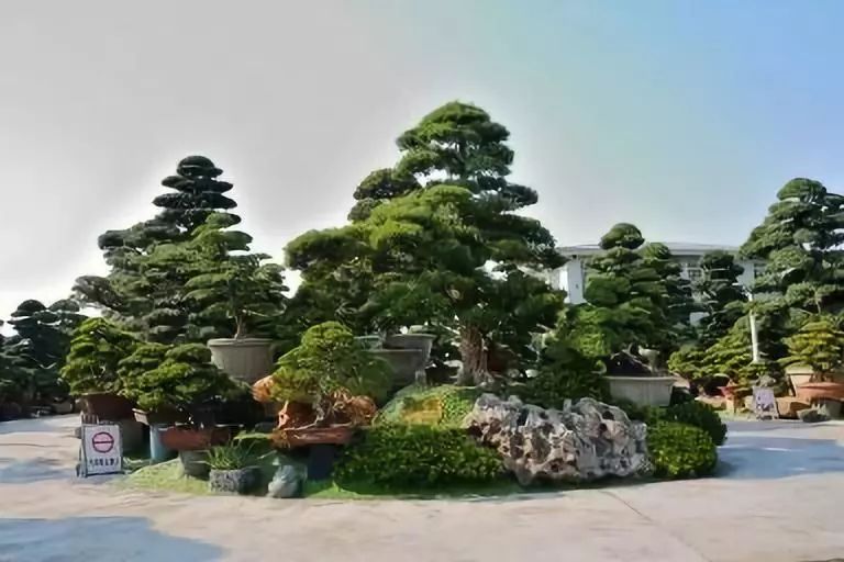 活动预告 | 中苗会·日本罗汉松产业考察游学之旅,上车!_苗木