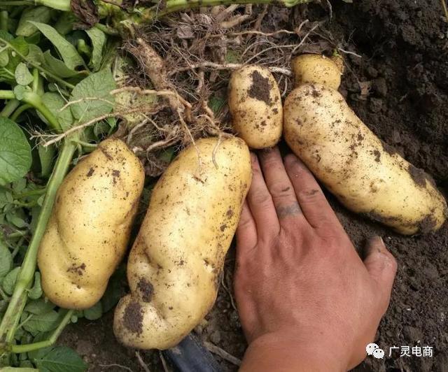 电商走进山沟沟土豆变身金豆豆广灵县望狐乡互联网走出马铃薯脱贫致富