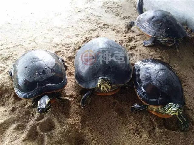 孪生龟鉴别火焰龟和阿拉巴马龟