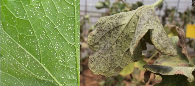 同时分泌蜜露造成煤污病及传播植物病毒病造成更大危害,例如烟粉虱