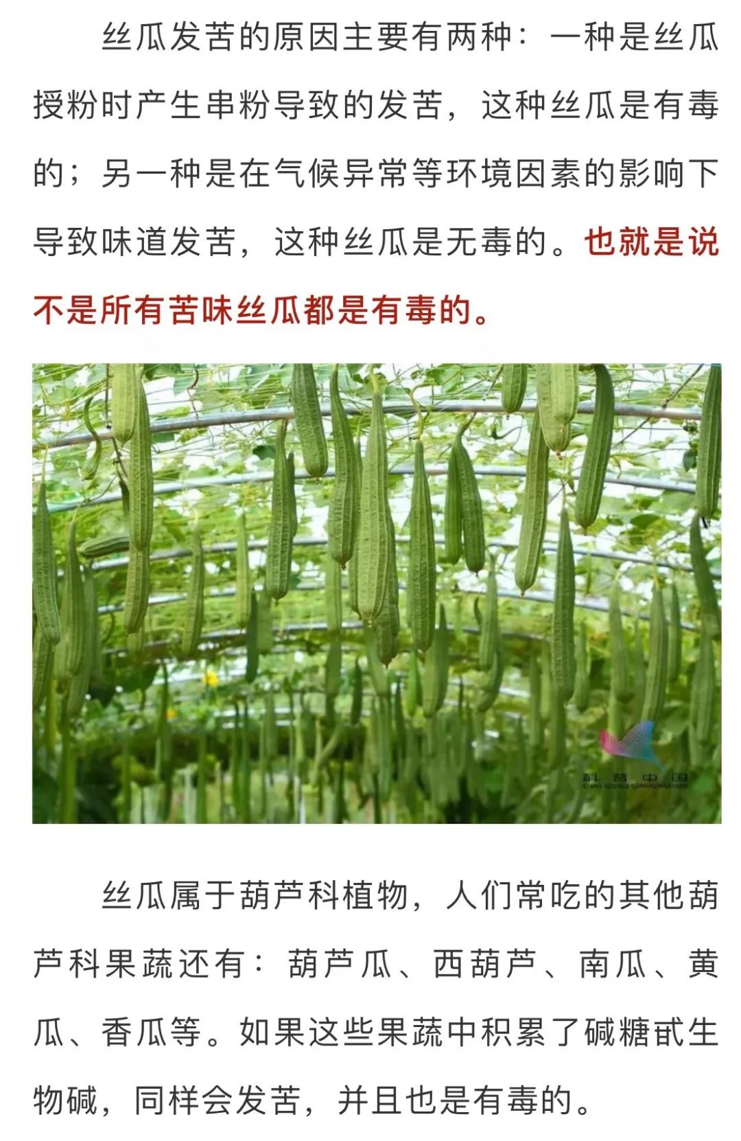 除了误食苦味丝瓜导致的食物中毒事件外,曾经还有因大量服用苦葫芦瓜