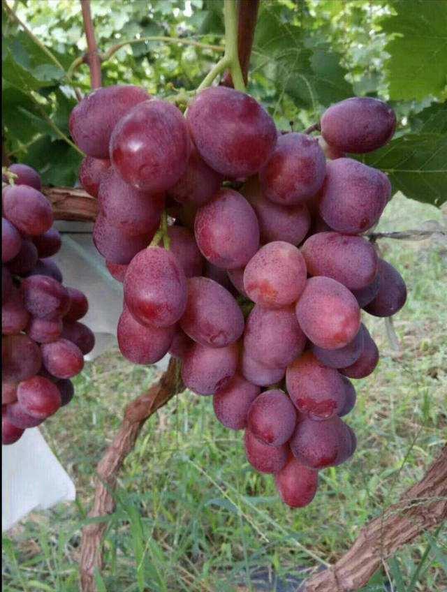 葡萄新品种瑞都红玉高接表现及其嫁接技术
