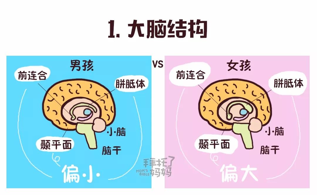 10张图告诉你:男孩女孩大脑差别有多大,养娃就该"男女有别"