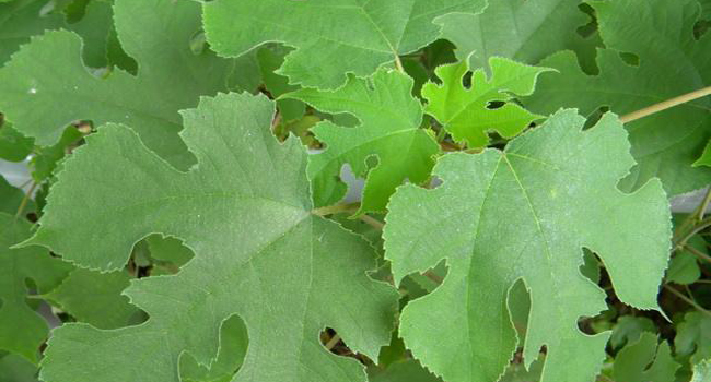 构树发酵菌种如何选择