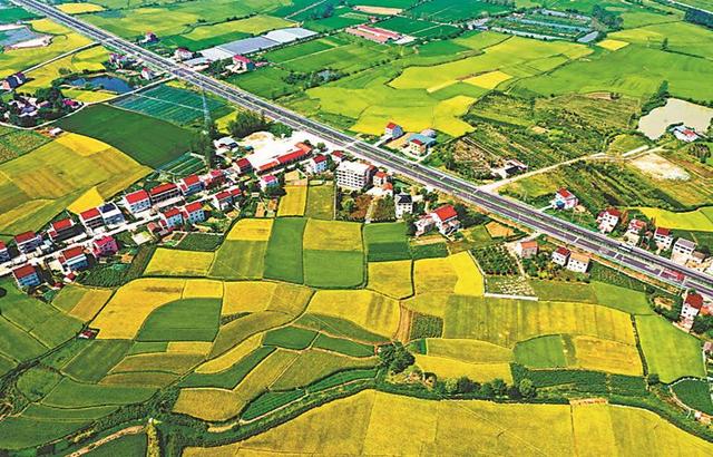 秋日,望江县赛口镇,金色稻田,绿水,村庄构成一幅秋色美景(见下图).