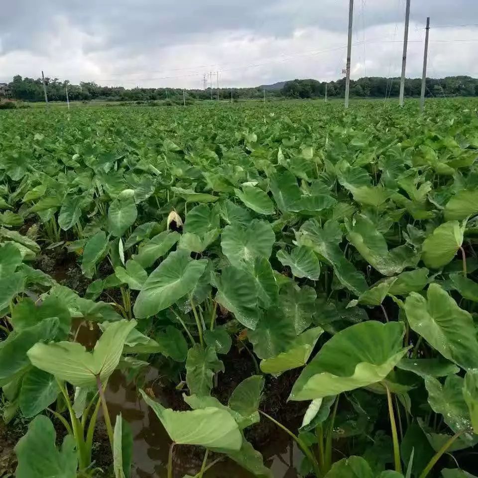 【农百访四方】张成光的美丽农业梦——让铅山红芽芋别样"红"_种植