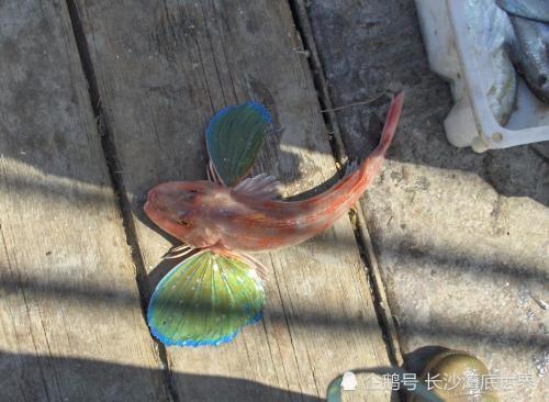 弹涂鱼上演跳舞求婚