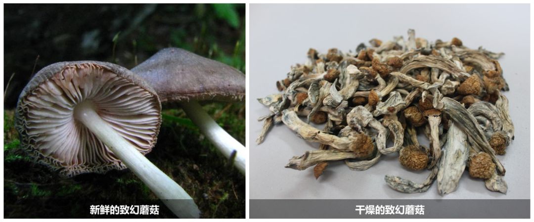禁毒知识禁毒课堂植物类新兴毒品有哪些