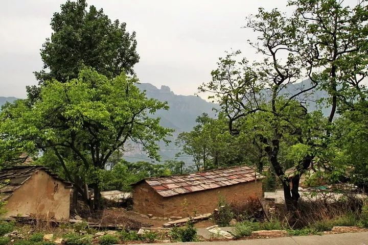 印象卢氏门前有棵香椿树