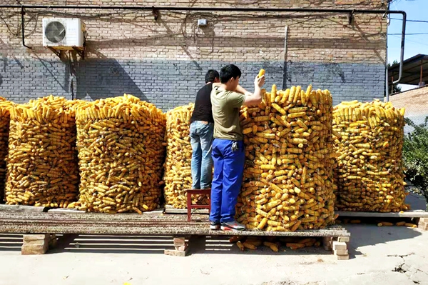 託管前每畝小麥產量在650斤,託管後畝產達800斤左右.