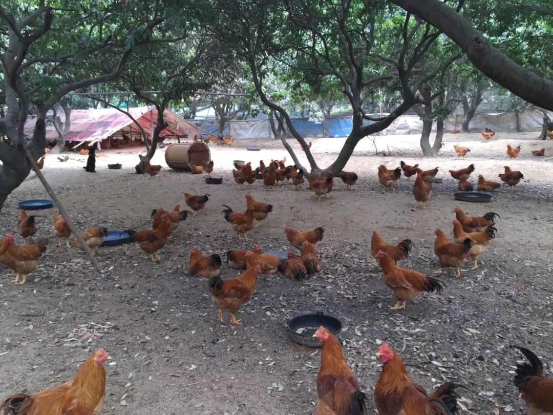 中山俏丽小吃货遇上网红鸡当家 美女加美食不可辜负