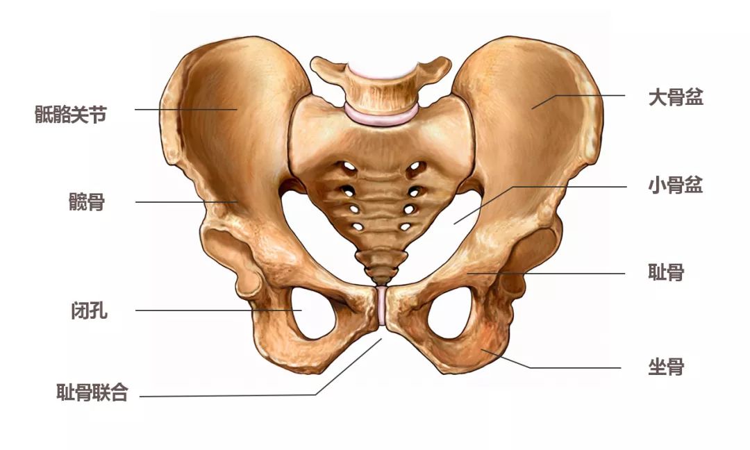 构成骨盆的结构图片