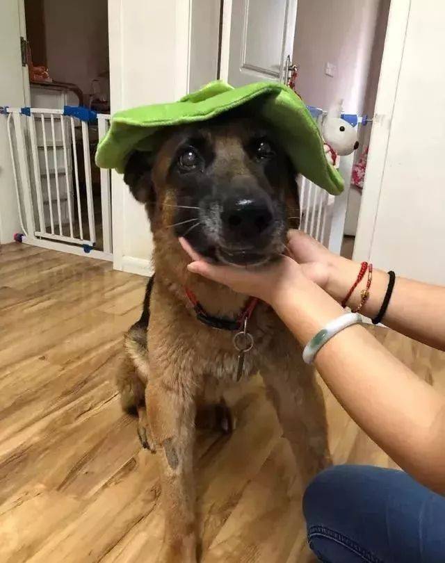 搜救犬沈虎安度晚年终于可以做个普通狗了它值得这样的待遇