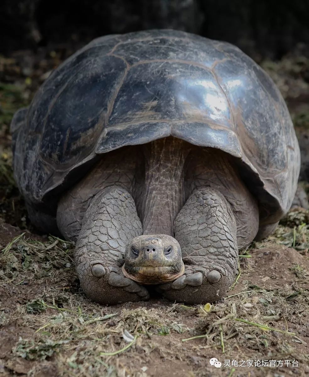 加拉帕戈斯象龟幼龟图片