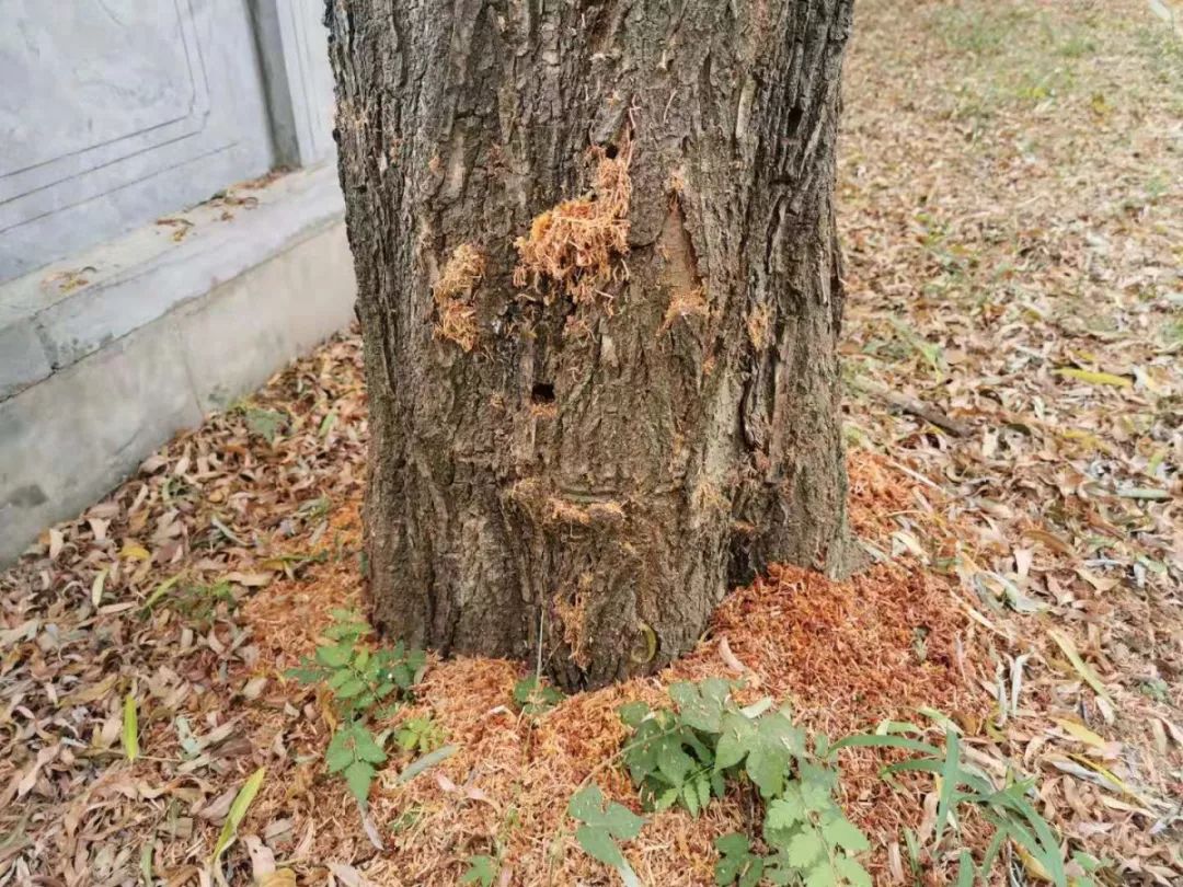 临泉城区公园内发现痛心一幕!上百棵大垂柳被