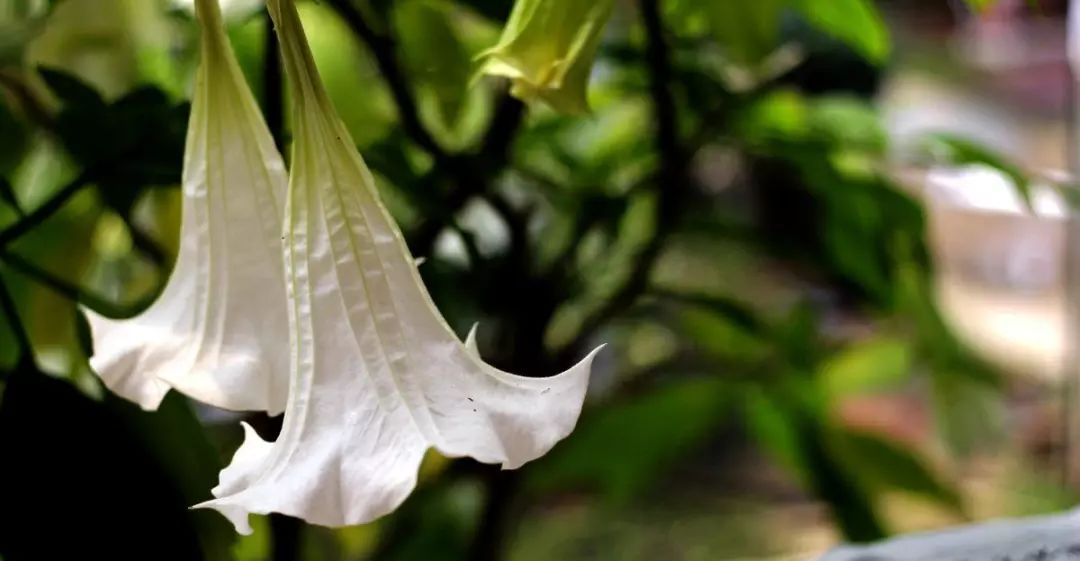 本草中药曼陀罗