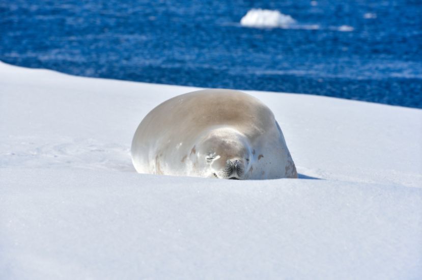 在长达数公里的冰缝周围,经常趴着很多海豹——冰缝是它们出入海面的