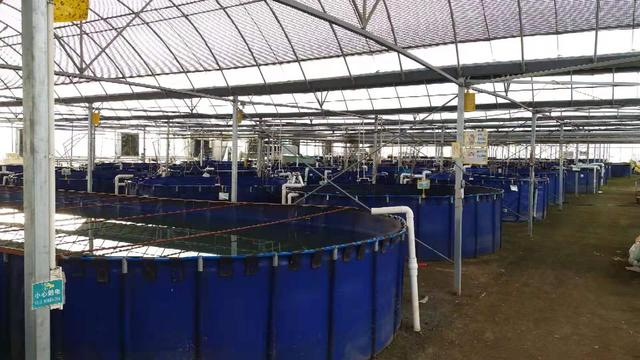 虾友热议最近流行的帆布池养虾真的可行吗