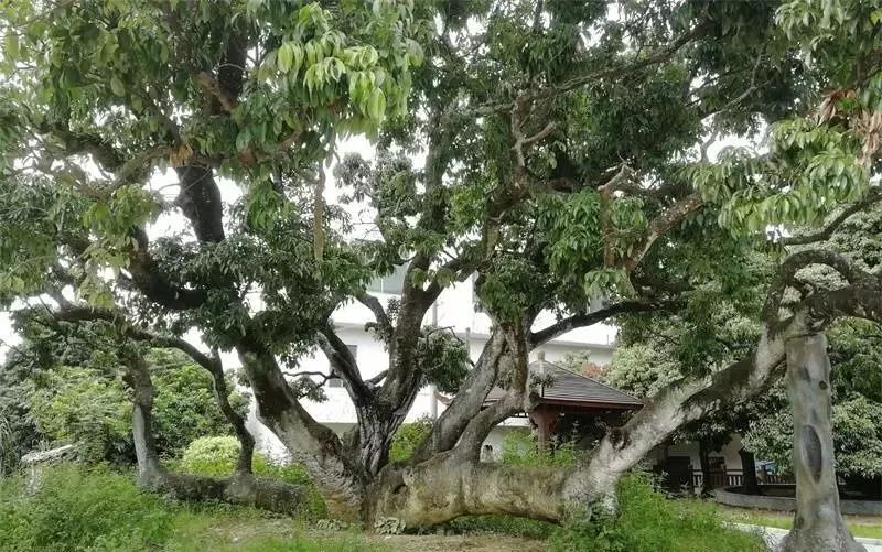 01历尽千年沧桑,依旧年年挂果据《灵山县志》《广东荔枝志》记载,1963