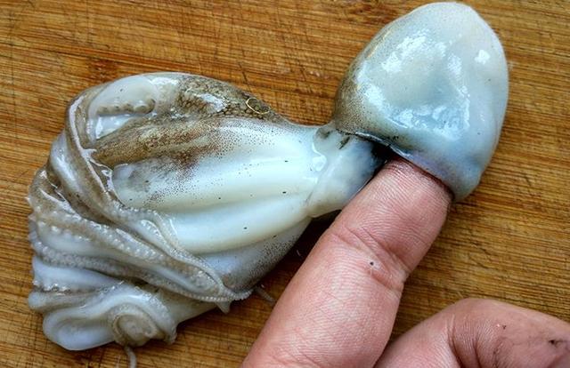 短蛸室内水泥池苗种繁育及养殖技术