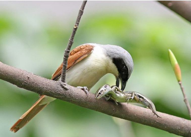 伯劳令鸟类畏惧的存在