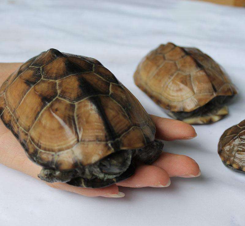 71滋阴补肾71增强免疫功能香龟楼所选用的乌龟,都