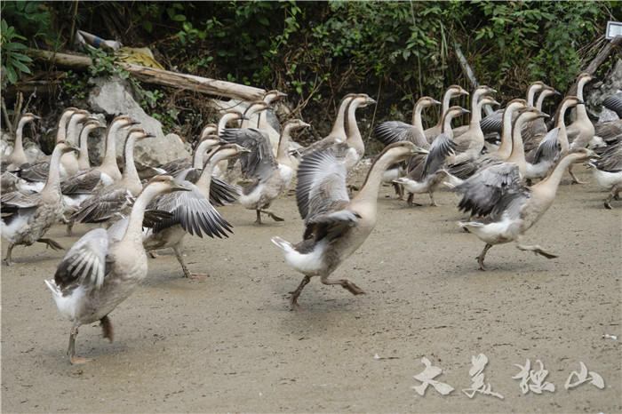 【壯麗70年 奮鬥新時代】新同村:貧困戶嚮明峰的養鵝致富經