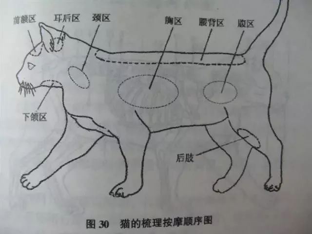 猫的经络图高清图片