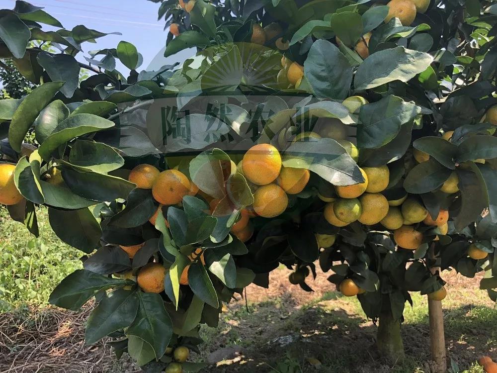 四川陶然农业的金秋砂糖桔苗木是如何管理这么好的