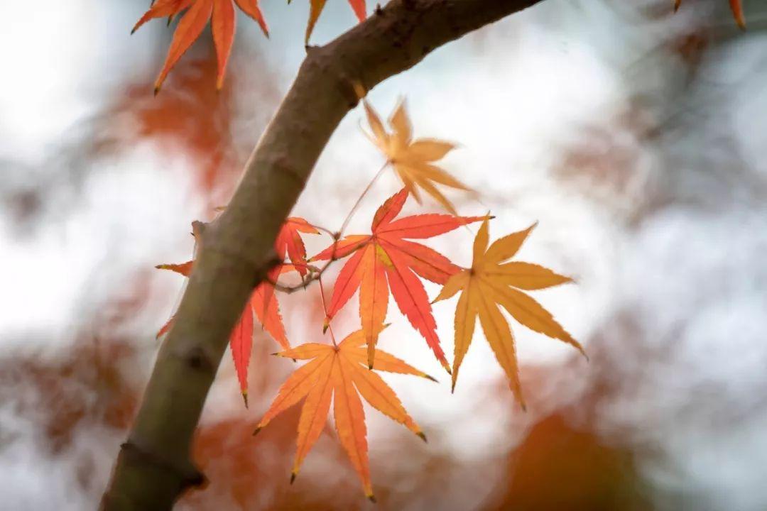 記不起有多少離別的日子,也想不起你容顏的美麗.因為我,已思念成疾.