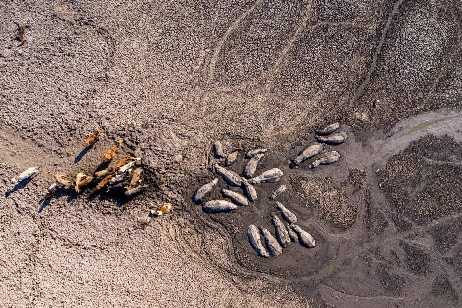 湖泊干涸动物垂死挣扎这些令人震惊的照片告诉你干旱带来了什么