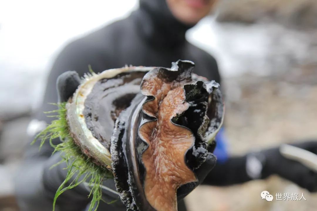 春節招募盛夏的塔斯馬尼亞品嚐龍蝦鮑魚生蠔遊艇出海釣魚美食美景輕奢