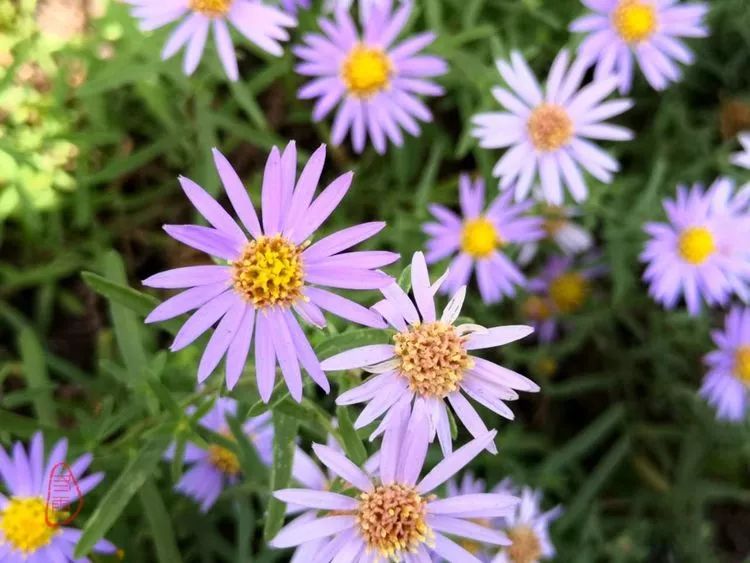 【1度】希望未来之花_狗尾草