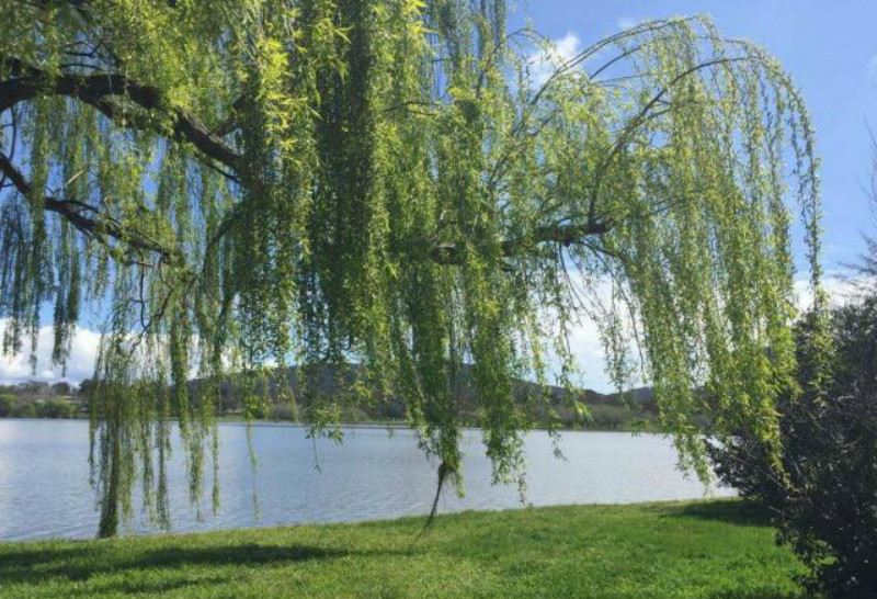 《全唐诗》最婀娜多姿的一首诗,虽然是写柳树,但却犹如一位美女