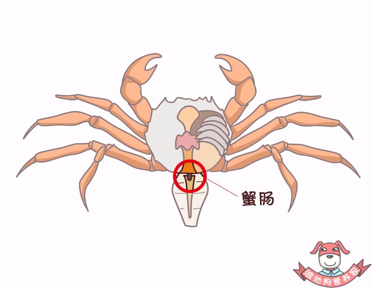 蟹黄,蟹膏竟是螃蟹的……get这些吃蟹技巧,你就是吃蟹达人!