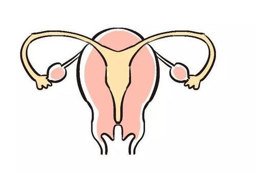卵巢早衰由於卵巢血運供應相當部分來自子宮動脈的上行支,雖然對絕經