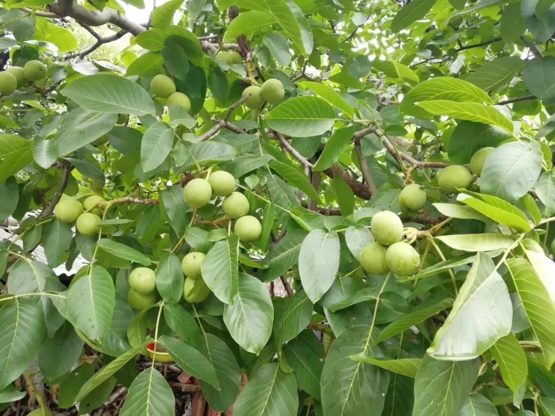 好吃到停不下来的商洛核桃,快入手吧