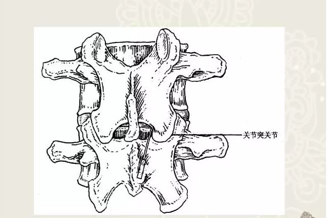 棘突图片位置示意图图片