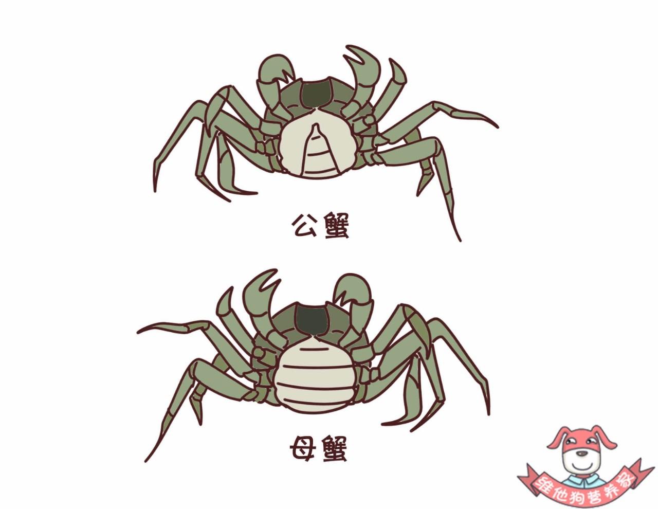 要想吃到蟹黄蟹膏,首先你得先认清螃蟹的公母!