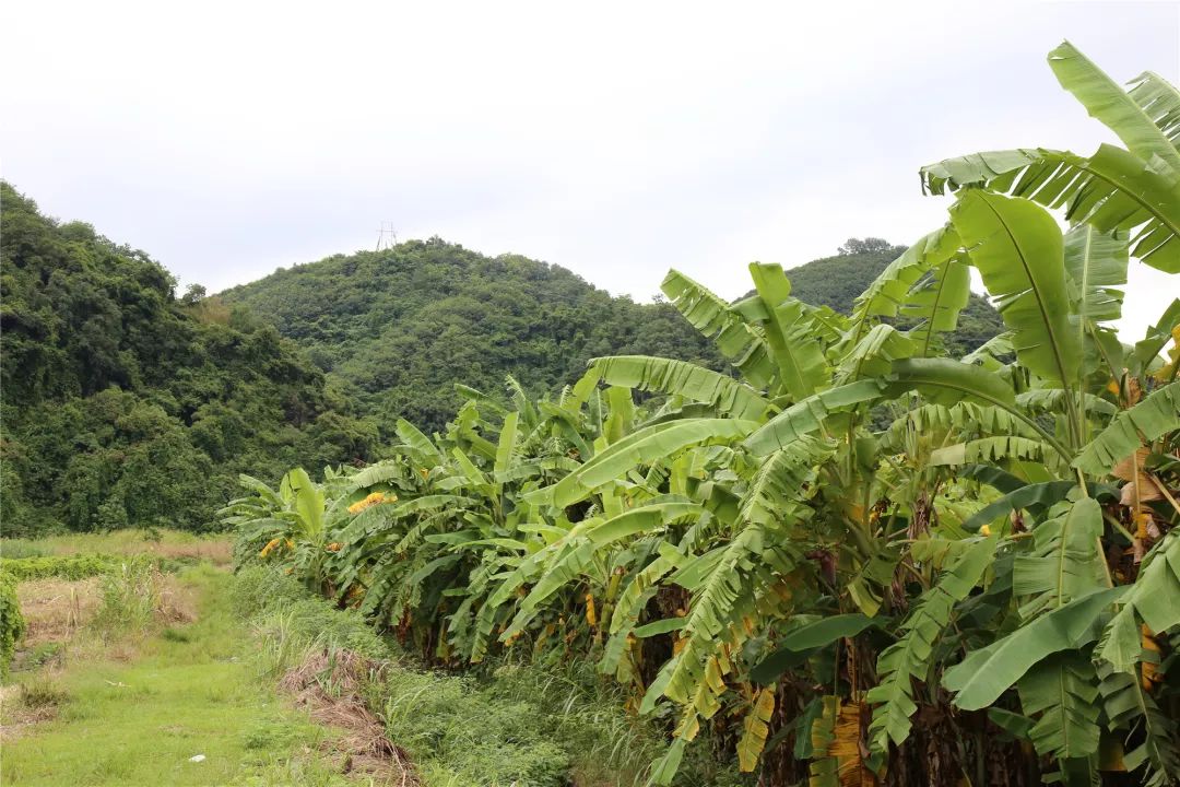 扶贫行42蕉下致富粉糯香甜白沙元门脱贫户周晶种植粉蕉11月上市欢迎